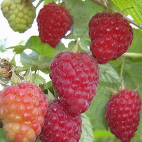 Rubus idaeus 'Patrisia' - Harilik vaarikas 'Patrisia' C3/3L